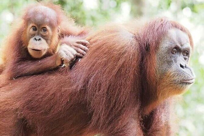 Monkey Business 3 days - 2 nights Jungle trekking (including rafting) - The Sum Up