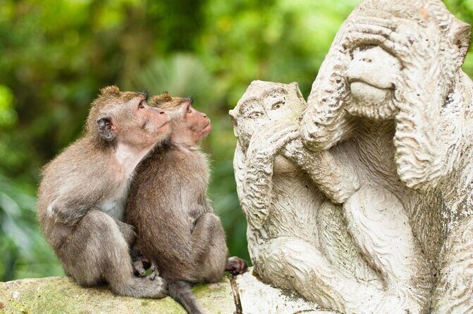 Monkey Forest, Ubud, Waterfall and Rice Terrace - Key Points