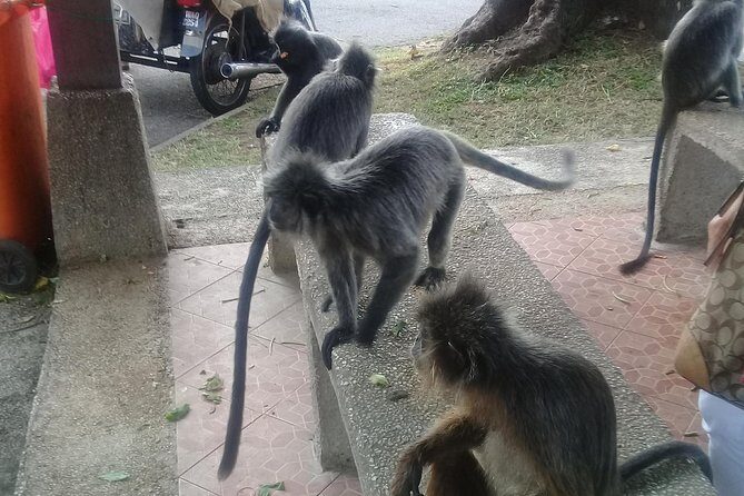 Monkey Hill, Eagle &Firefly Tour+Free Batu Caves Visit. - What to Expect from the Tour