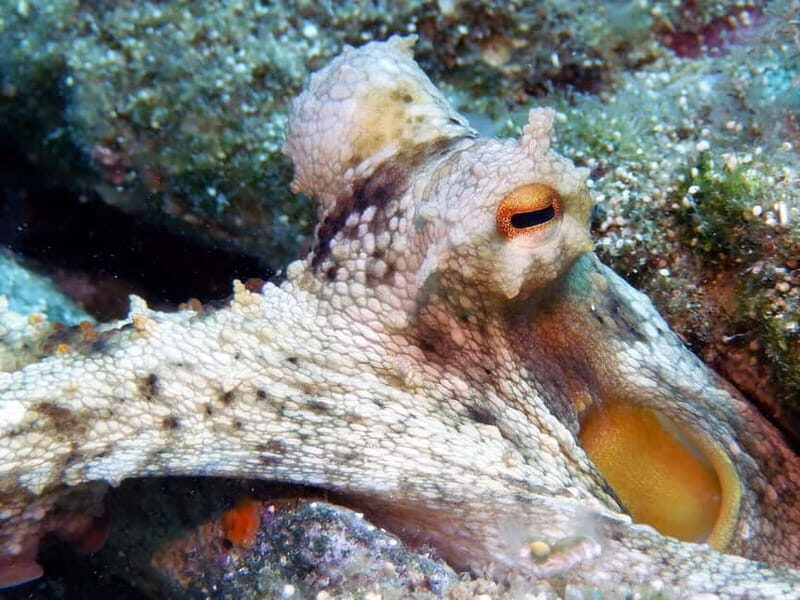 Mononaftis: Certified Scuba Diving - Key Points