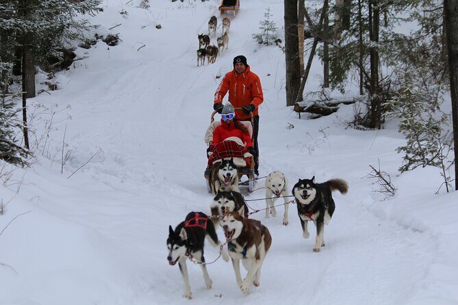 Mont Tremblant Dogsledding Valley Adventure - What Travelers Say (Based on the Review Data)