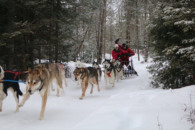 Mont Tremblant Dogsledding Valley Adventure - FAQs about the Mont Tremblant Dogsledding Valley Adventure