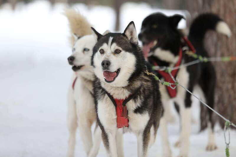 Mont-Tremblant: Guided Dogsledding Tour with Hot Chocolate - The Sum Up