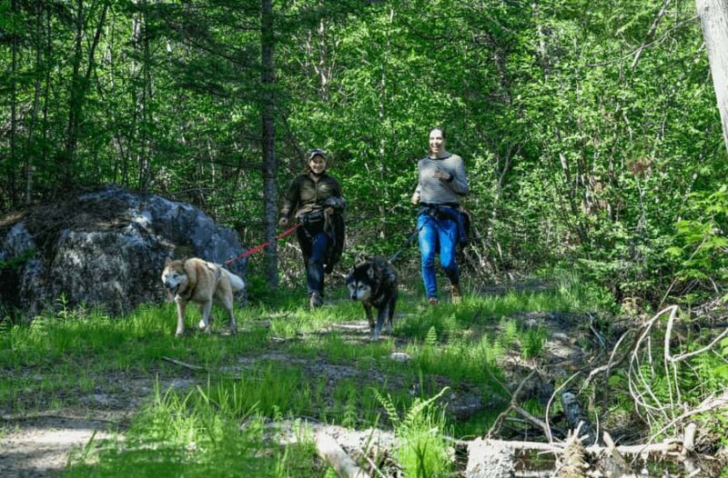 Mont-Tremblant: Sled Dog Hiking Experience - Who Should Consider This Tour