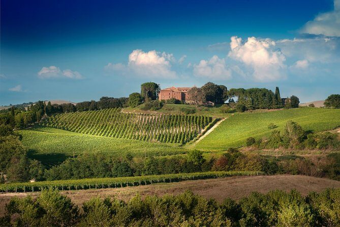 Montalcino: Brunello Wine Tasting Experience - The Experience in Detail: From Vineyard to Tasting