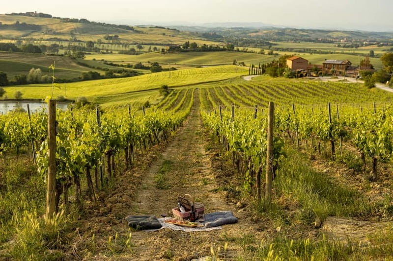 Montalcino: Vineyard Picnic with Rosso di Montalcino Wine - Discovering the Montalcino Vineyard Picnic
