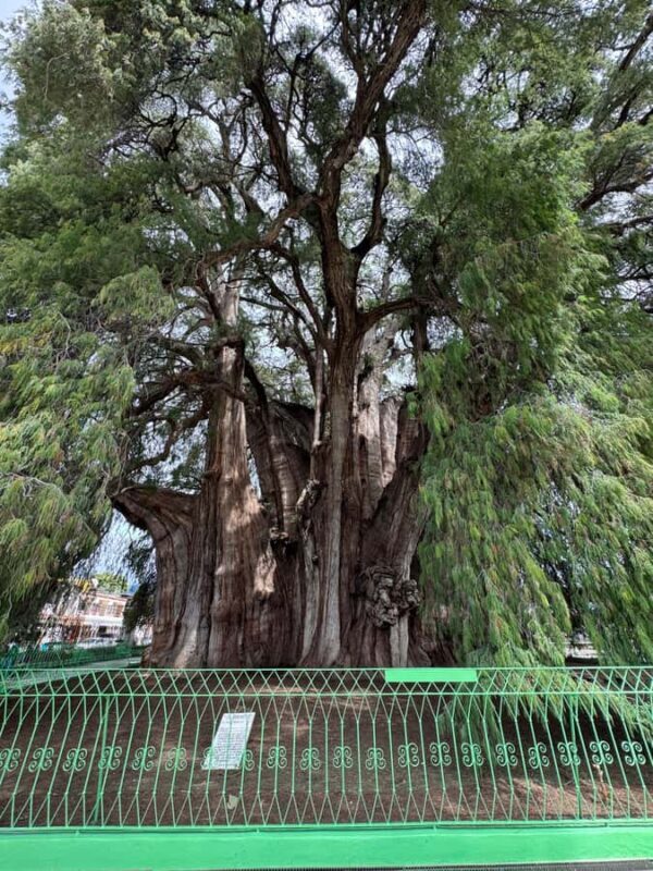 Monte Albán and Mitla Day Tour - An In-Depth Look at the Monte Albán and Mitla Day Tour