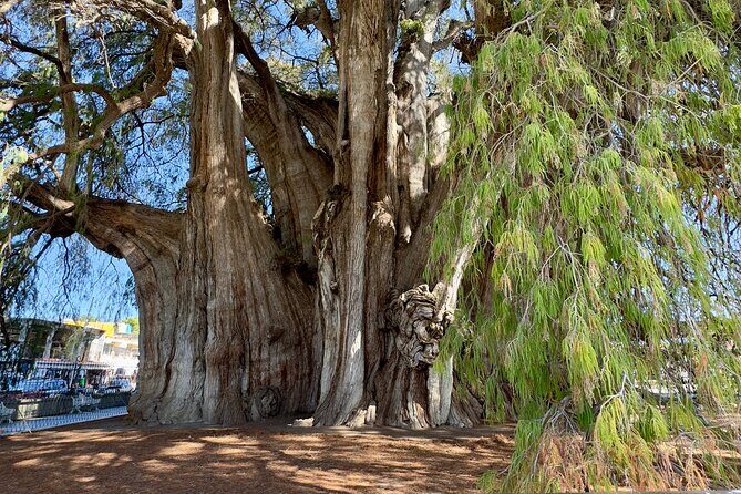 Monte Alban Mitla and More Tour of Oaxaca - The Sum Up: Is This Tour Worth It?