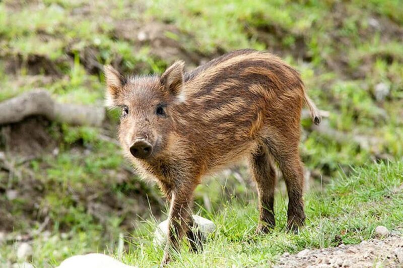 Montebello, QC: General Admission to Parc Omega - Key Points