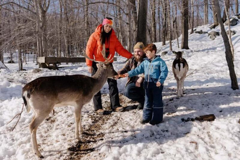 Montebello, QC: Morning VIP Tour at Parc Oméga - What to Expect from the VIP Morning Tour