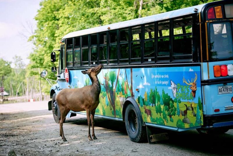 Montebello, QC: Morning VIP Tour at Parc Oméga - The Park after the Tour