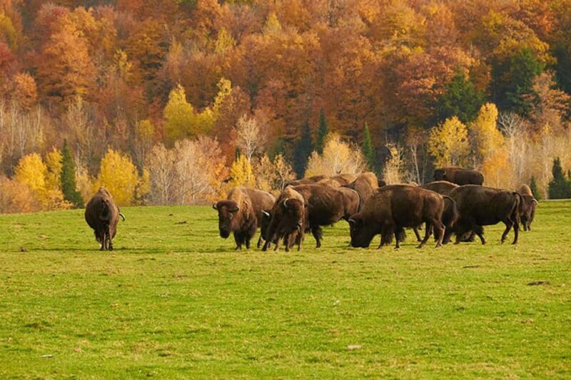 Montebello, QC: Morning VIP Tour at Parc Oméga - Price and Value