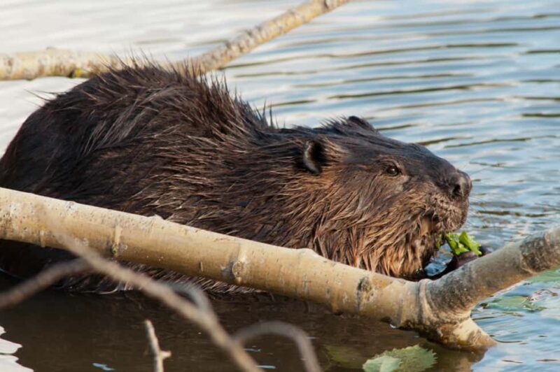 Montebello, QC: Morning VIP Tour at Parc Oméga - Practical Tips for Visiting