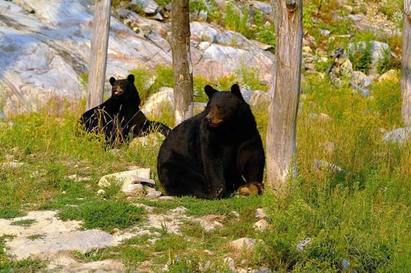 Montebello, QC: Morning VIP Tour at Parc Oméga - The Sum Up