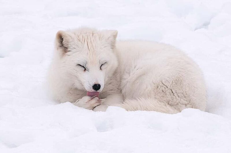 Montebello, QC: Morning VIP Tour at Parc Oméga - FAQ