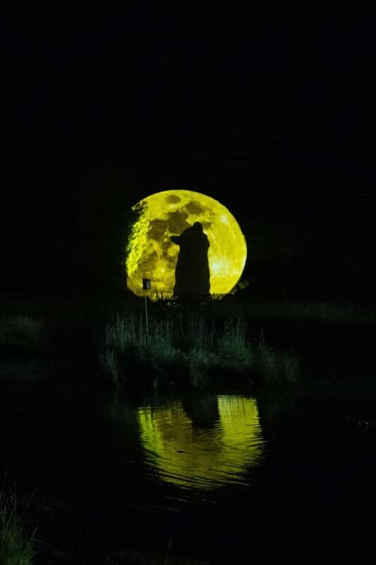 Montebello, QC: Parc Omega ONIRO Immersive Experience at Night - Introduction: A Nighttime Adventure at Parc Omega’s ONIRO