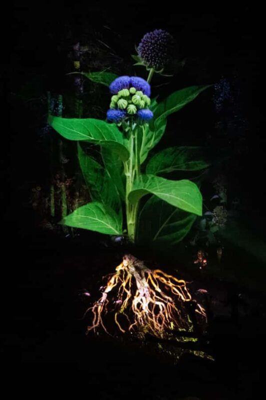 Montebello, QC: Parc Omega ONIRO Immersive Experience at Night - The Sum Up: Is ONIRO at Parc Omega Worth It?