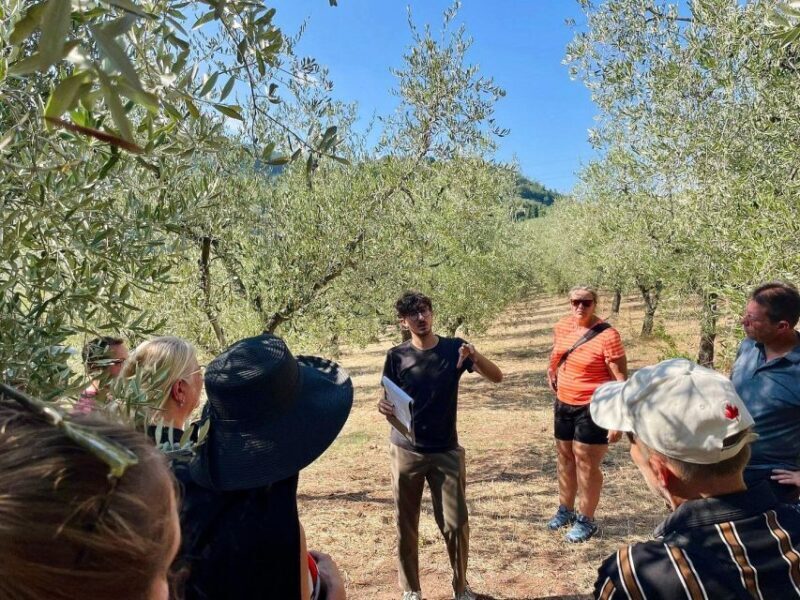 Montecatini Terme: Olive Grove Tour with Oil Tasting - Final Thoughts