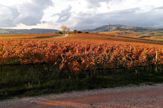 Montefalco: Historic cellar and vineyard tour with wine tasting - Who This Tour Is Best For