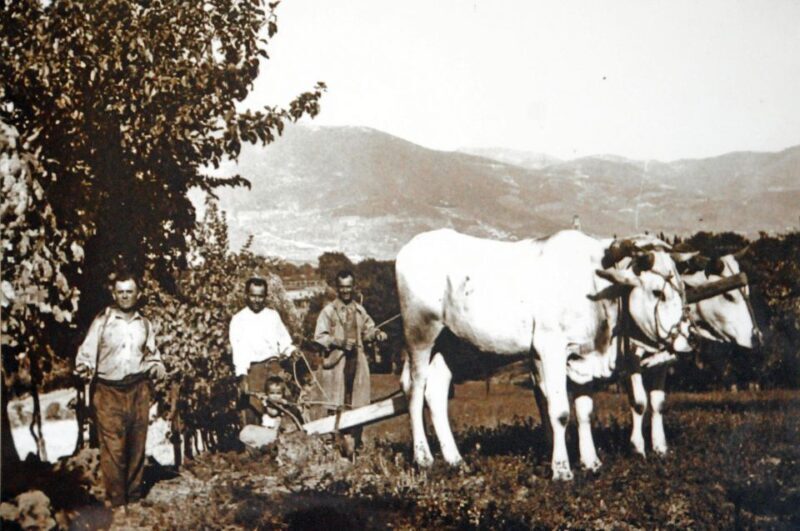 Montefalco: Winery and Vineyard Tour and Private Tasting - Who Will Love This Experience?