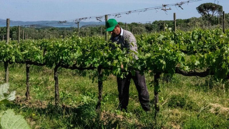 MONTEMELINO RARE WINES SELECTION - An In-Depth Look at the Montemelino Rare Wines Selection