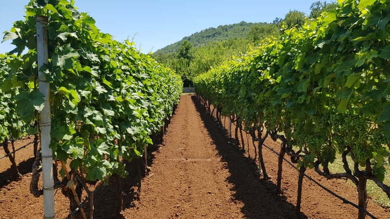 Montenegro: Nature, Locals & Wine Tour - FAQs