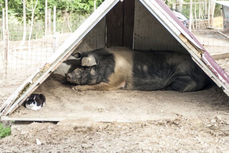 Montepulciano: Cinta Senese Tour With Food Tasting - Who Will Love This Experience?