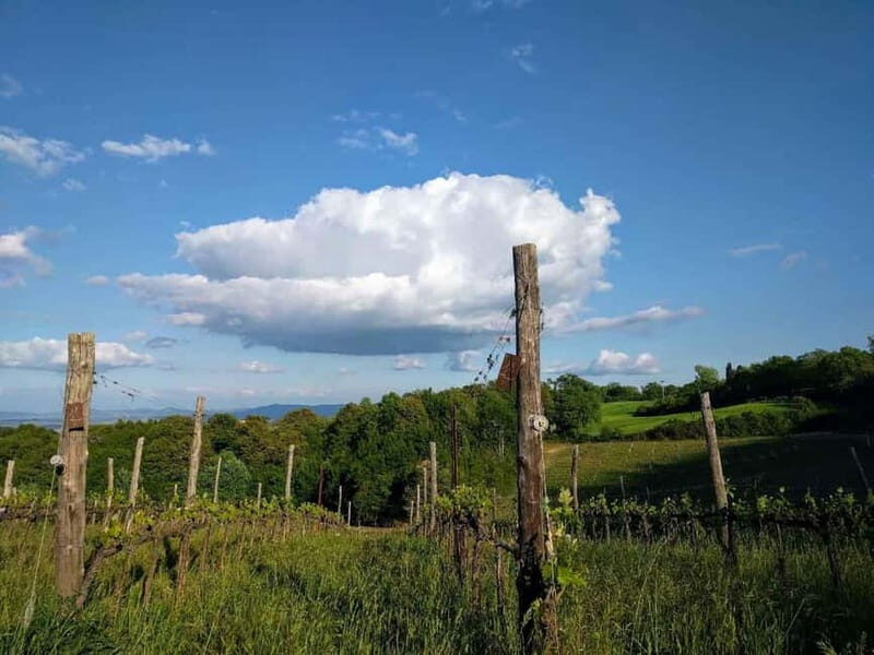 MONTEPULCIANO - PIC NIC WITH WINE! SURROUNDED BY VINEYARDS - Final Thoughts