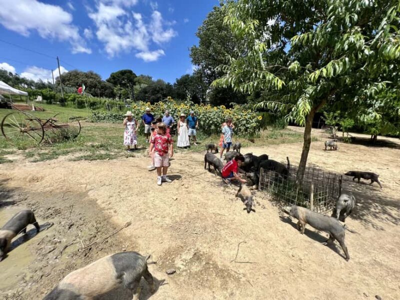 Montepulciano: Pig Farm Tour with Traditional Lunch - A Deep Dive into the Experience