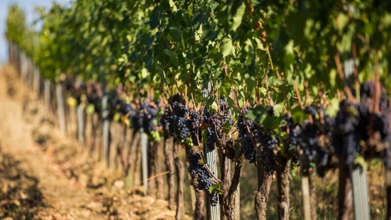 Montepulciano: Wine Tasting in the Tuscan countryside - A Closer Look at the Experience