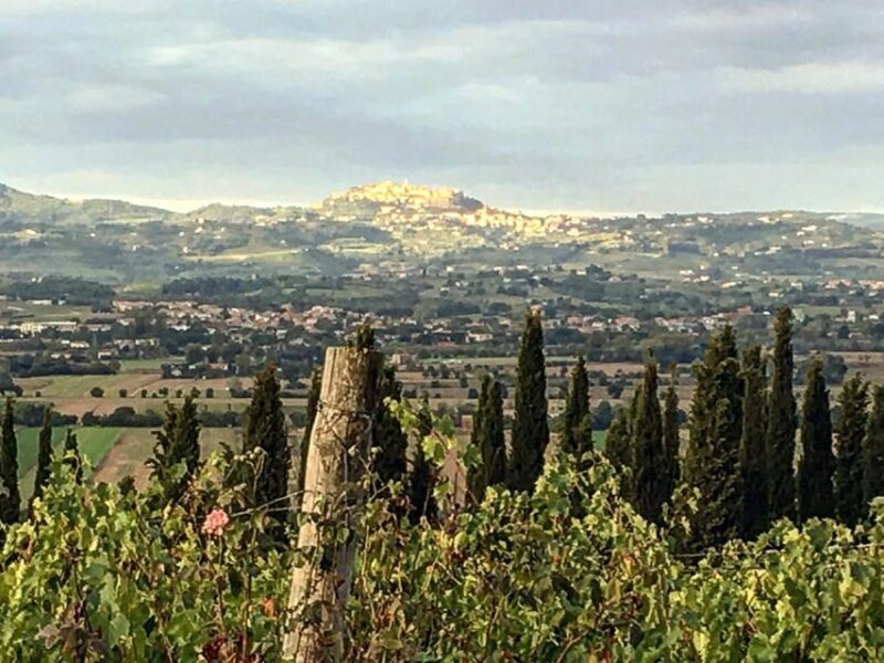 Montepulciano: Wine Tour and tasting - Montepulciano: Wine Tour and Tasting — An Authentic Sip of Tuscany