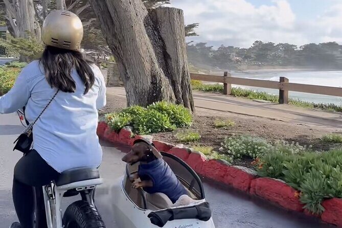 Monterey Bay Famous Dog Friendly Electric Bike and Sidecar Tour - Who Will Love This Tour?