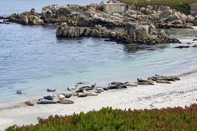 Monterey Bay Famous Dog Friendly Electric Bike and Sidecar Tour - Final Thoughts: Is It Worth It?