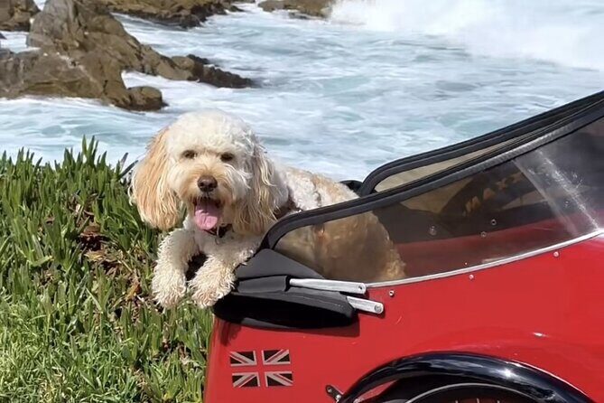 Monterey Bay Famous Dog Friendly Electric Bike and Sidecar Tour - FAQ