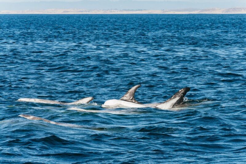 Monterey Bay: Whale Watching Tour - Key Points