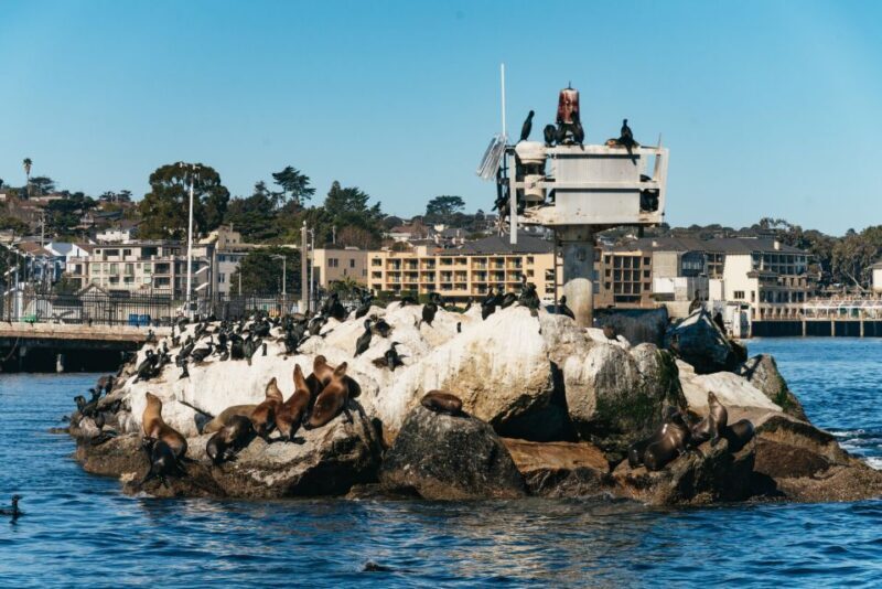 Monterey Bay: Whale Watching Tour - Who Will Love This Tour?