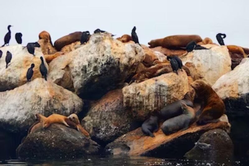 Monterey: Cannery Row Kayak Tour - The Sum Up