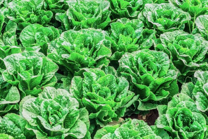Monterey County Salinas Valley Farm Tour - Who Will Love This Tour?