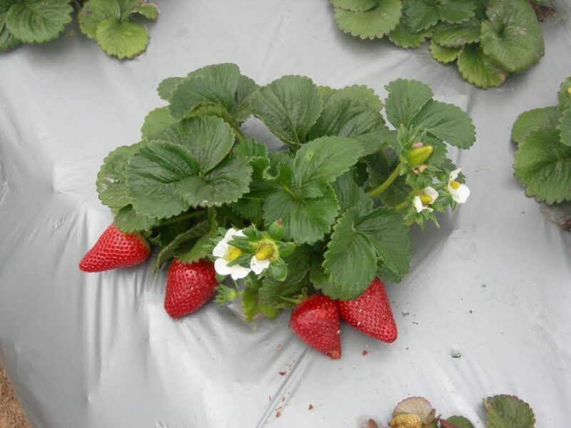 Monterey County Salinas Valley Farm Tour - FAQ