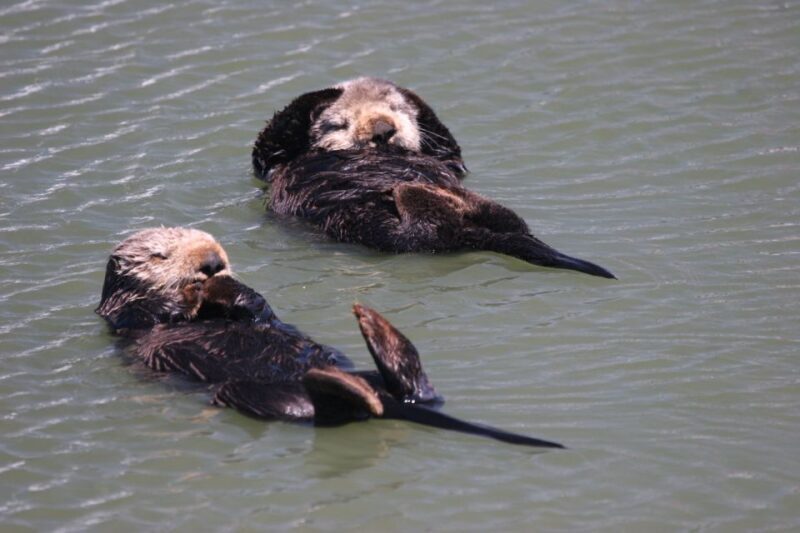 Monterey: Monterey Bay Dolphin and Whale Watching Boat Tour - The Ecological Focus and Education