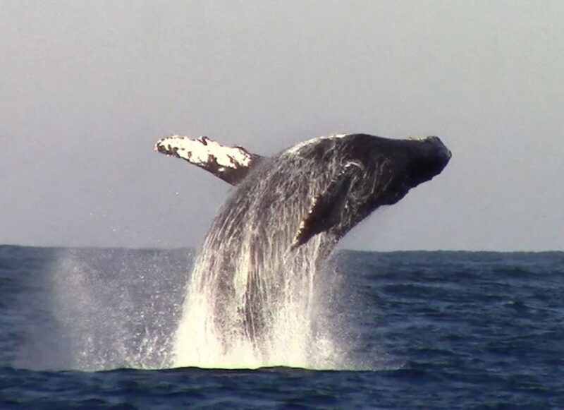 Monterey: Monterey Bay Dolphin and Whale Watching Boat Tour - Pricing and Value