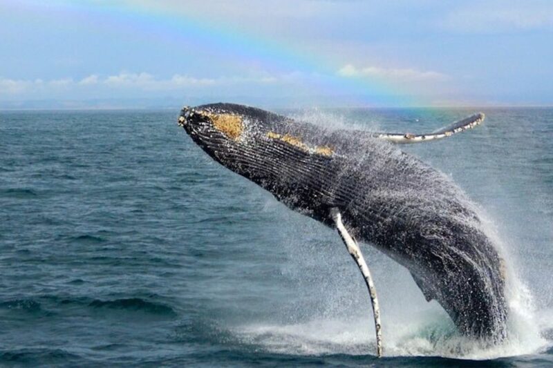 Monterey: Monterey Bay Dolphin and Whale Watching Boat Tour - FAQ