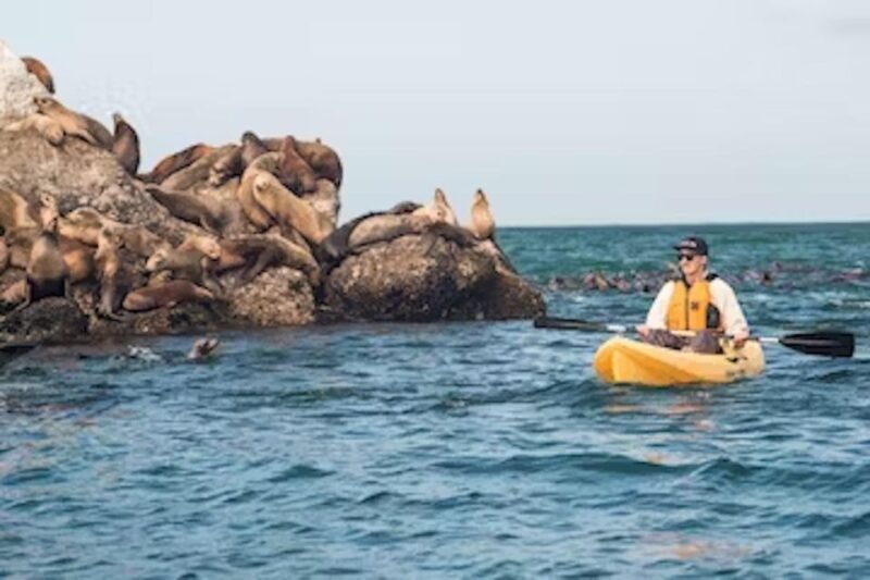 Monterey: Pebble Beach Kayak Tour - A Closer Look at the Pebble Beach Kayak Tour