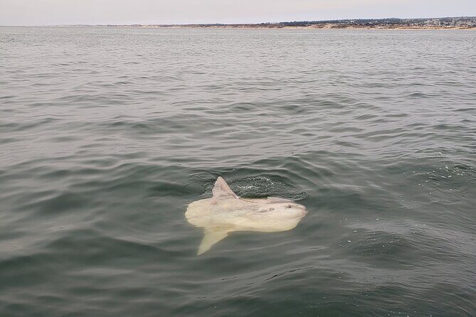Monterey Private 3 - 4 Hour Whale Watching Cruise - An In-Depth Look at the Monterey Whale Watching Experience