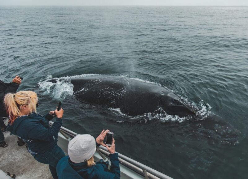 Monterey: Sunset Whale Watching Cruise with A Guide - An In-Depth Look at the Sunset Whale Watching Experience