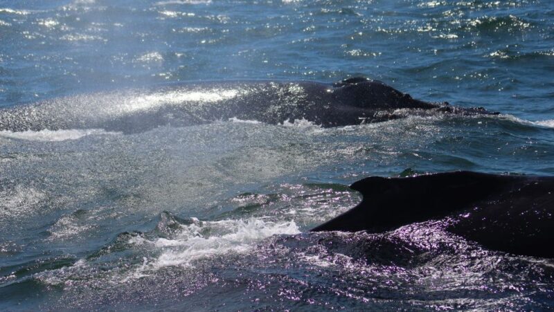 Monterey: Sunset Whale Watching Cruise with A Guide - The Sum Up