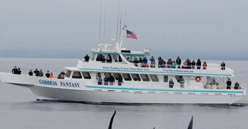 Monterey: Whale Watching Cruise - What You’ll See and Experience
