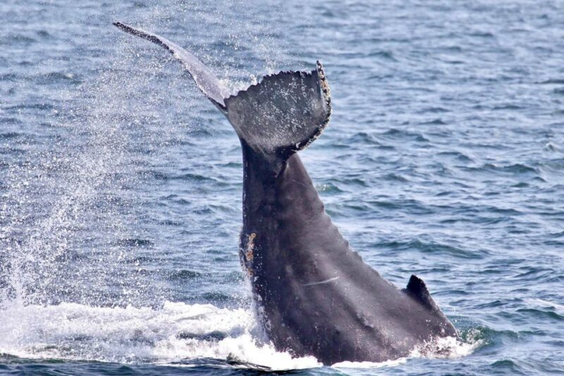 Monterey: Whale Watching Cruise - The Search for Wildlife: A Balancing Act