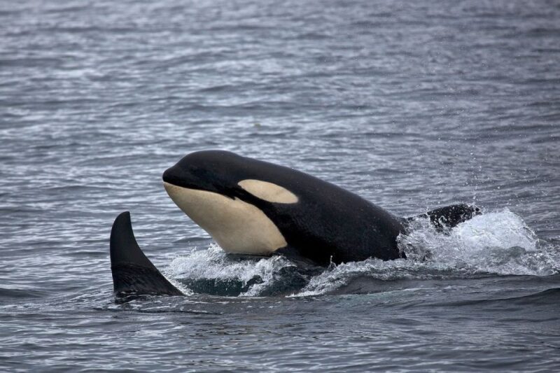 Monterey: Whale Watching Cruise - Authentic Encounters and Hidden Gems