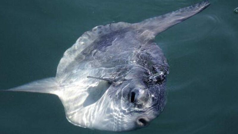 Monterey: Whale Watching Cruise - Who Is This Tour Perfect For?